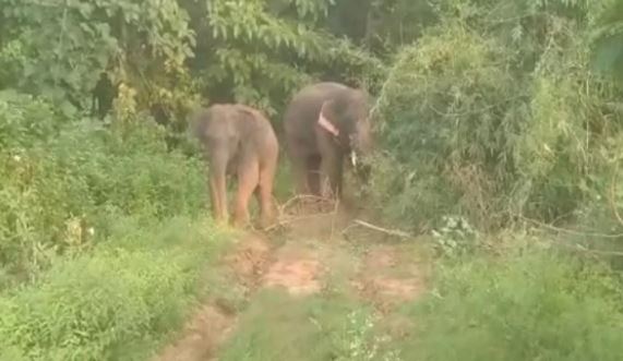Movement Of Elephants In Chittoor District.. Locals In Panic Movement Of Elephants In Chittoor District.. Locals In Panic-TeluguStop.com
