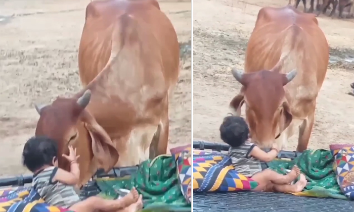  Emotional Bonding Between Cow And A Baby Video Viral Details, Viral Video, Viral-TeluguStop.com