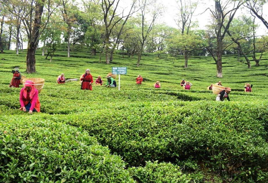  Eu Grants Protected Gi For Himachal's Famed Kangra Tea-TeluguStop.com