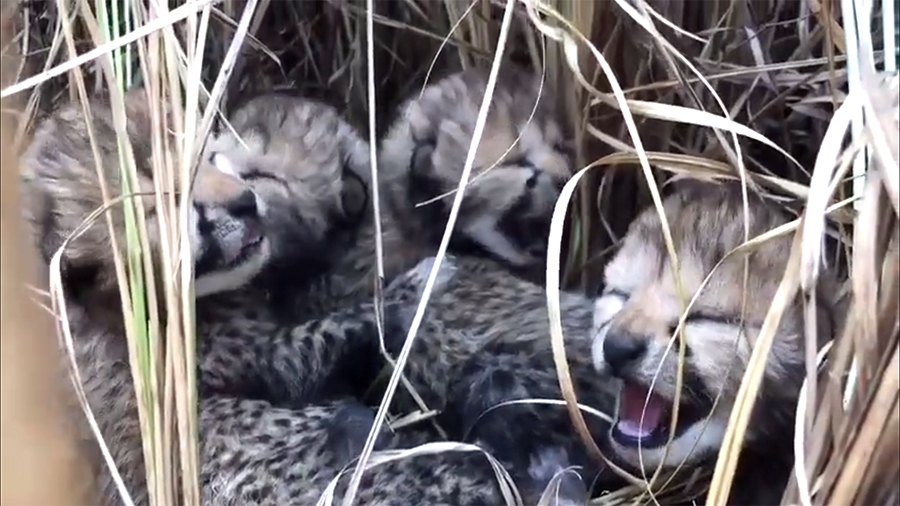  Female Cheetah Cub Dies At Kuno National Park, Fourth Death In Two Months-TeluguStop.com