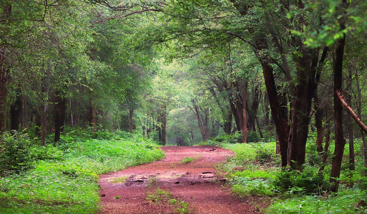  Forest Officials Looking For Cheetah Mistaken As Cattle Thieves; Attacked-TeluguStop.com