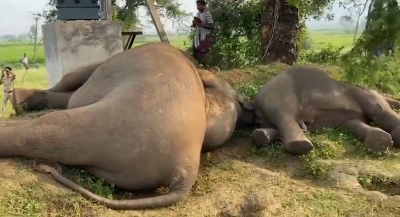  Four Elephants Electrocuted In Andhra Pradesh's Parvatipuram-TeluguStop.com