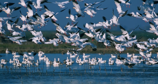  Himachal Mulls To Ply Shikaras At Migratory Bird Paradise Of Pong Wetlands-TeluguStop.com