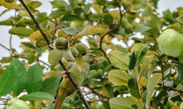  Methods Of Protecting Horticultural Crops From Bark Beetles..! , Horticultural C-TeluguStop.com