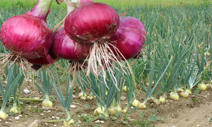  Methods To Prevent Black Mold In Onion Cultivation , Asper Gillus Niger, Onion C-TeluguStop.com