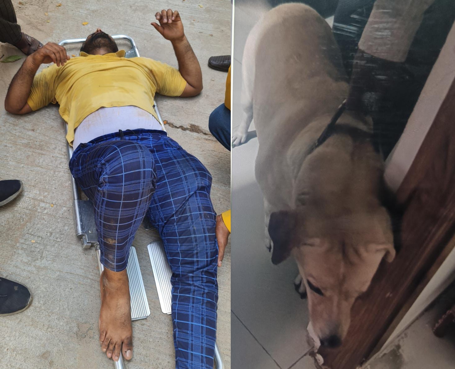  Hyderabad: Delivery Agent Jumps Of 3rd Floor Of Building To Escape Dog Attack-TeluguStop.com