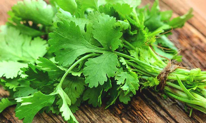  Know These Health Benefits Of Eating Coriander Details, Coriander ,coriander Hea-TeluguStop.com