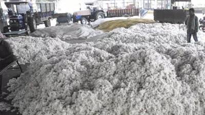  Maha Farmers To Make Bonfire Of 1000-quintal Cotton As Output, Prices Drop-TeluguStop.com