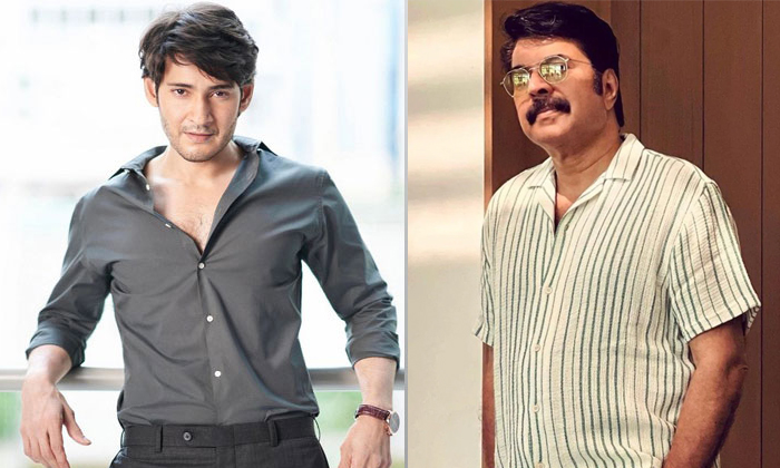  Mammootty In Super Star Mahesh Babu Trivikram Movie Details, Mammootty ,super St-TeluguStop.com