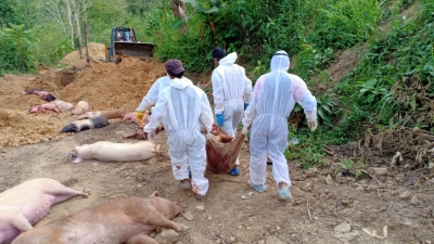  Meghalaya District Imposes Curbs To Tackle African Swine Fever-TeluguStop.com