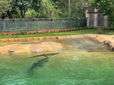  Mumbai Zoo Gets A 'croc Trail' With Underwater Viewing Deck-TeluguStop.com