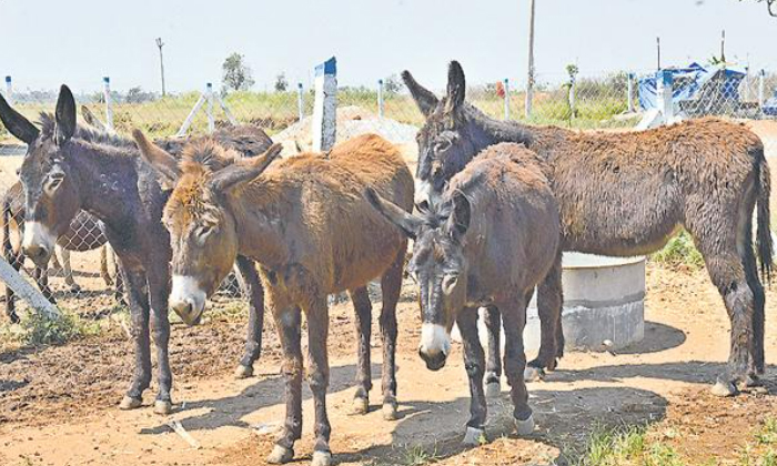 Telugu Lakhs Rupees, Donkey Milk, Nagar Kurnool-Latest News - Telugu Telugu Lakhs Rupees, Donkey Milk, Nagar Kurnool-Latest News - Telugu