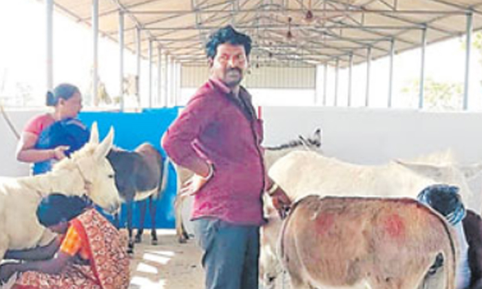 Telugu Lakhs Rupees, Donkey Milk, Nagar Kurnool-Latest News - Telugu Telugu Lakhs Rupees, Donkey Milk, Nagar Kurnool-Latest News - Telugu