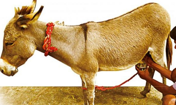 Nagar Kurnool District Nagesh Earning 10 Lakhs Rupees By Selling Donkey Milk Det Nagar Kurnool District Nagesh Earning 10 Lakhs Rupees By Selling Donkey Milk Det-TeluguStop.com