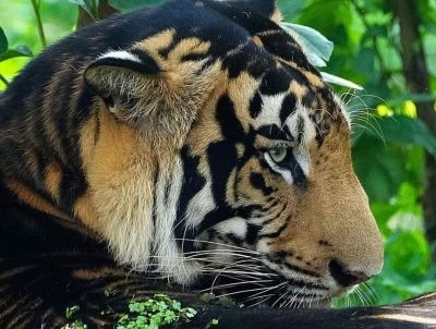  Odisha: Rare Melanistic Tiger Found Dead In Similipal Tiger Reserve-TeluguStop.com