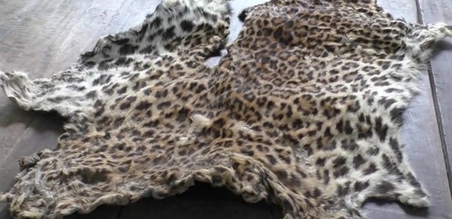 Odisha Stf Seizes Three Leopard Skins; One Held-TeluguStop.com