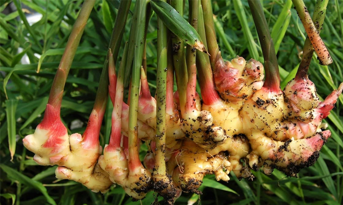  Pests Prevention In Ginger Cultivation Details, Pests Prevention ,ginger Cultiva-TeluguStop.com