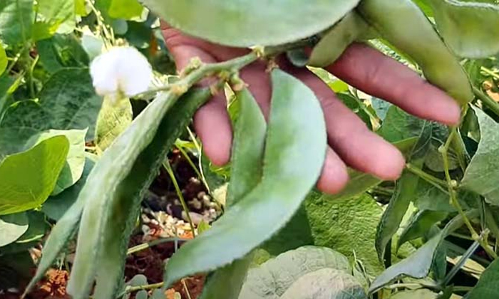  Remedies For Cercospora Leaf Spot Of Broad Beans Details, Cercospora Leaf Spot ,-TeluguStop.com