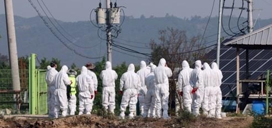  S.korea Issues Highest-level Warning Against Foot-and-mouth Disease-TeluguStop.com