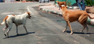  Stray Dogs Raise Their Heads In Lucknow Municipal Polls-TeluguStop.com