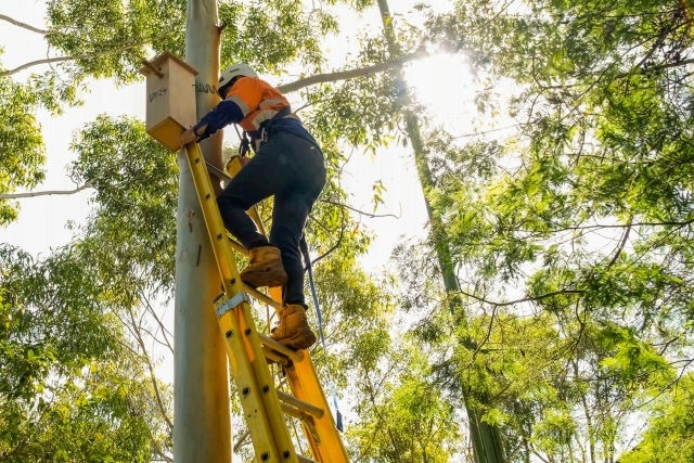 Sydney Installs Nesting Boxes To Protect Wildlife Sydney Installs Nesting Boxes To Protect Wildlife-TeluguStop.com