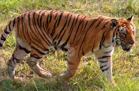  Tiger Migration In Ardavidu Of Prakasam District-TeluguStop.com