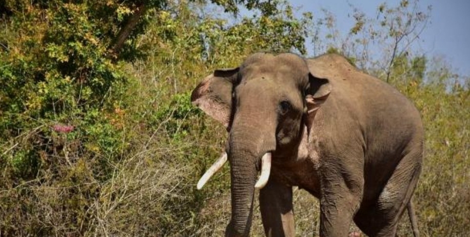  Tn Forest Dept Gears Up To Capture Tusker 'arikomban' Near Cumbum-TeluguStop.com