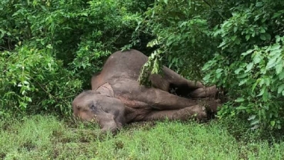  Tusker Found Dead In Up's Dudhwa National Park-TeluguStop.com