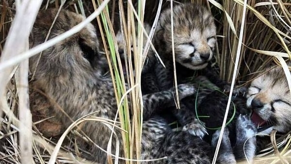  Two More Cubs Of Namibian Cheetah Die At Kuno, Health Of Remaining One Deteriora-TeluguStop.com