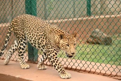  Two Persons Injured In Leopard Attack In Guwahati-TeluguStop.com