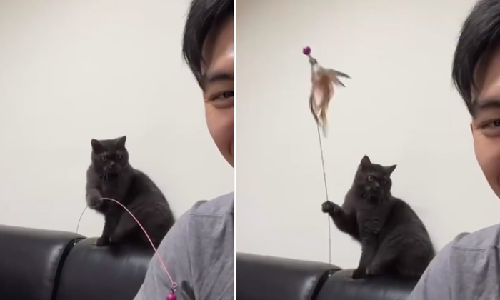  Viral Video Of Cat Playing With Owner Details,viral, Viral Latest,news, Viral,a-TeluguStop.com