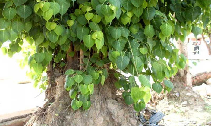  Why Peepal Tree Shodow Should Not Be Placed On Home Details, Peepal Tree, Peepal-TeluguStop.com