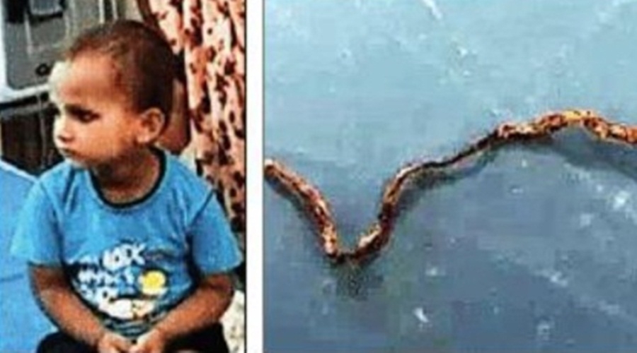  3-yr-old Chews Snakelet In Up Village, Survives-TeluguStop.com