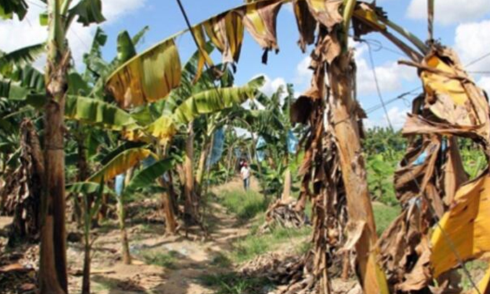 Telugu Agriculture, Banana, Latest Telugu, Pest Resistant, Temperature, Trichode