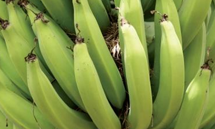 Telugu Agriculture, Banana, Latest Telugu, Pest Resistant, Temperature, Trichode