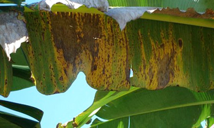  Actions To Prevent Panama Cullu Pest In Banana Cultivation , Banana Cultivation-TeluguStop.com