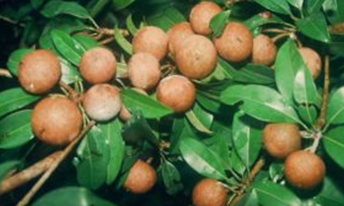  Actions To Prevent Wood Rot In Sapota Cultivation , Sapota Cultivation, Prevent-TeluguStop.com