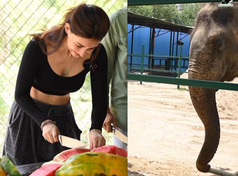  Actress Disha Patani Joins Wildlife Sos In Elephant Conservation Volunteer Effor-TeluguStop.com