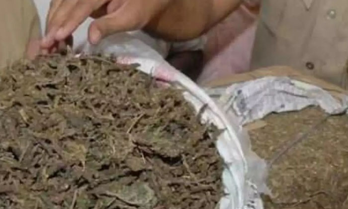  Seizure-of-240 Kg -of-marijuana , Andhra Pradesh , Marijuana , Seized , Crime,-TeluguStop.com