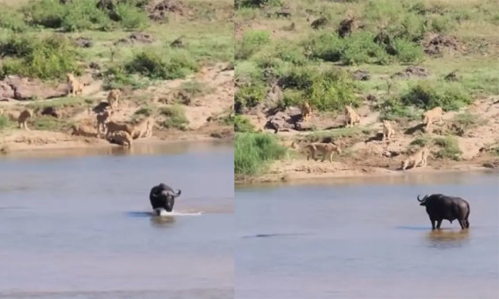  Buffalo Outsmarts Lions And Survived An Attack Video Viral Details, Viral Latest-TeluguStop.com