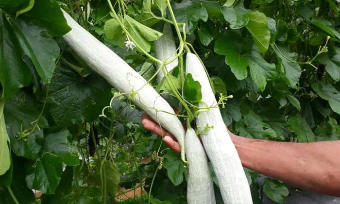 Telugu Agriculture, Dark Green, Latest Telugu, Green, Snake Gourd, Wind-Latest N