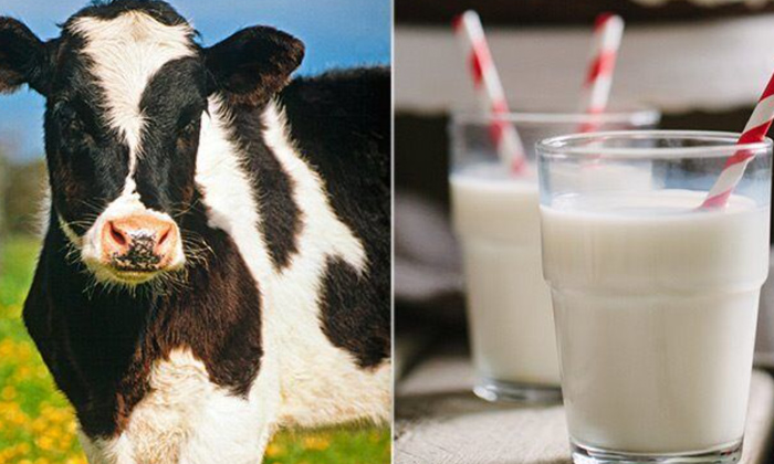  Amazing Health Benefits Of Cow Milk For Diabetic Patients!, Cow Milk, Cow Milk B-TeluguStop.com