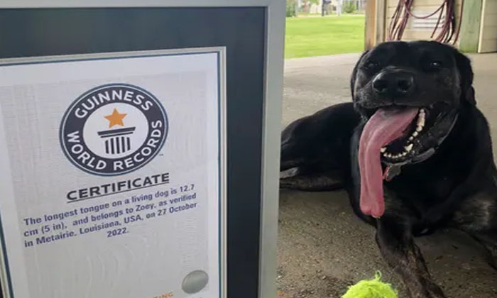  That Dog's Tongue Is So Big... A Guinness Record If Cut ,dog, Louisiana, Guinnes-TeluguStop.com