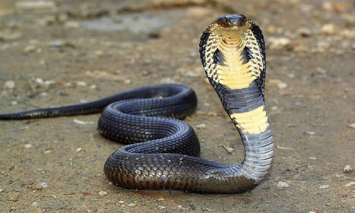  Forest Officials Rescue King Cobra From Home In Bihar Details, King Cobra, Lates-TeluguStop.com