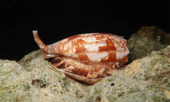Telugu Geographic Cone, Geographiccone, Animal, Snail Genus, Snake-Latest News -