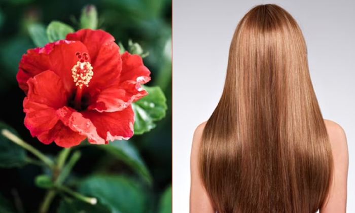  How To Stop Hair Fall With Hibiscus Flowers!, Hibiscus Flowers, Stop Hair Fall,-TeluguStop.com