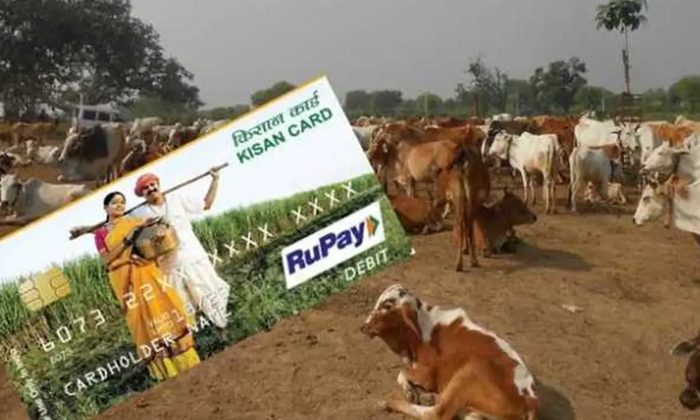 Telugu Benefits Kcc, Buffalo, Credit, Latest-Latest News - Telugu Telugu Benefits Kcc, Buffalo, Credit, Latest-Latest News - Telugu