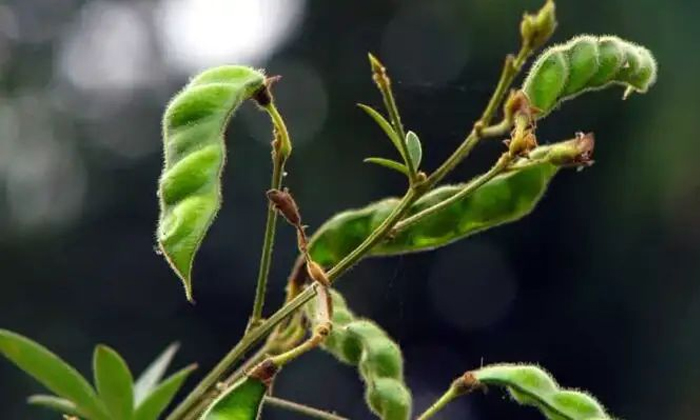  Measures To Prevent Sterility Mosaic Pests In Pigeon Pea Cultivation Details, P-TeluguStop.com