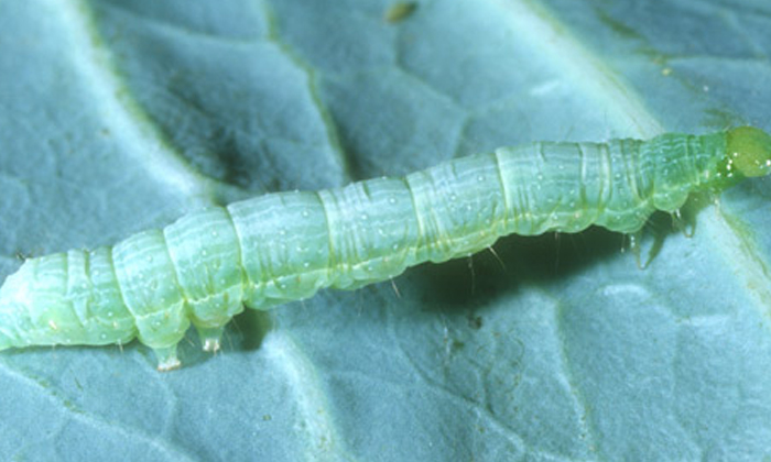 Telugu Agriculture, Caterpillars, Cauliflower, Cerrasia, Latest Telugu, Molasses