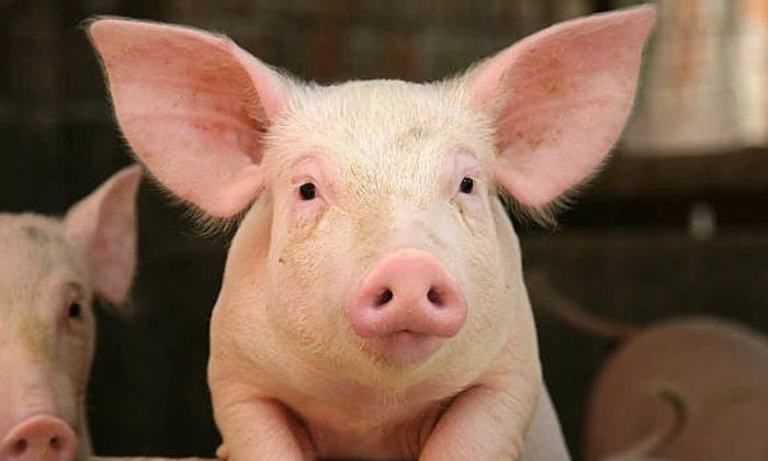 Telugu Wounds, India, Time-Latest News - Telugu